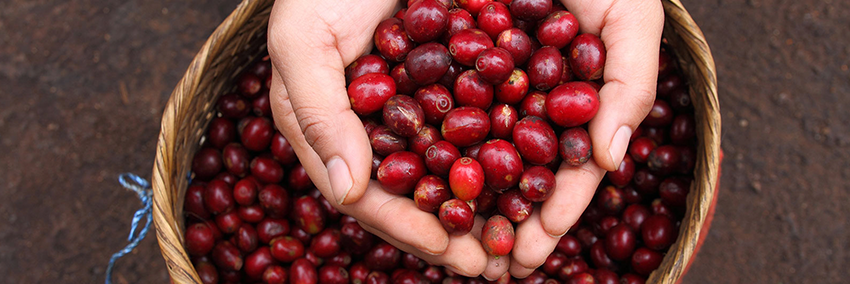 coffeedeptist's profile banner image