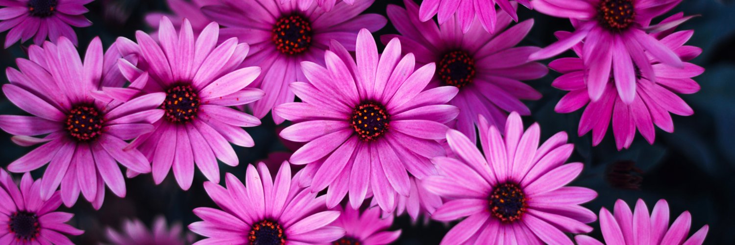 WinkingDaisys banner