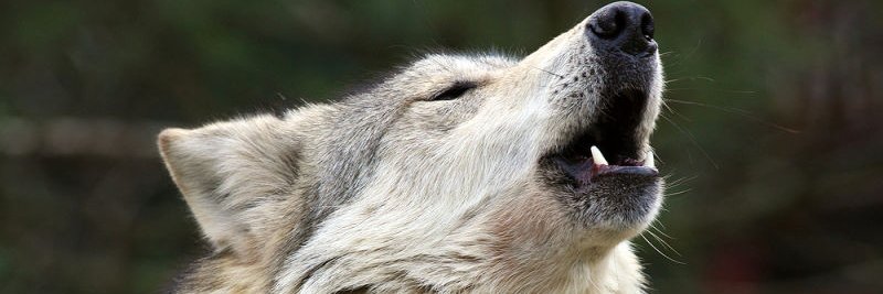 María de Guerra banner