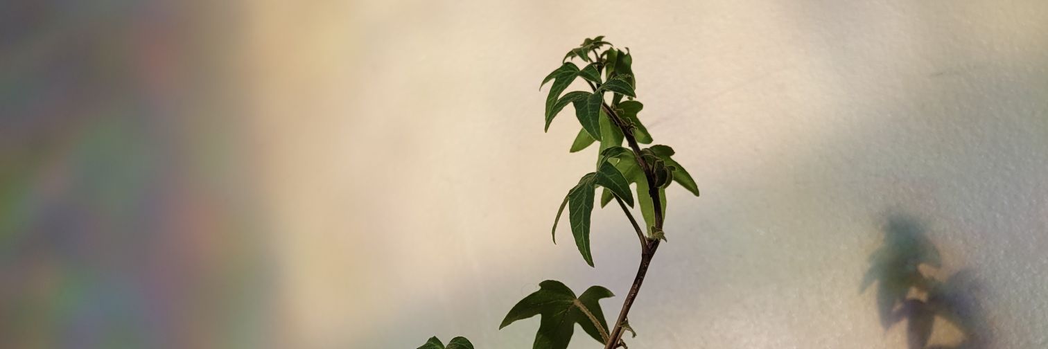 Cheyenne Hardy banner