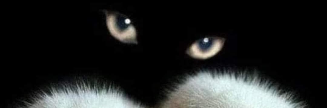 bernyMH65's profile banner image