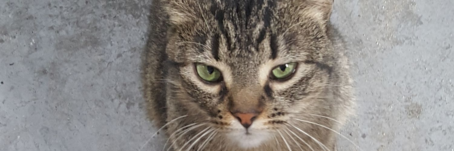 QuelalG's profile banner image