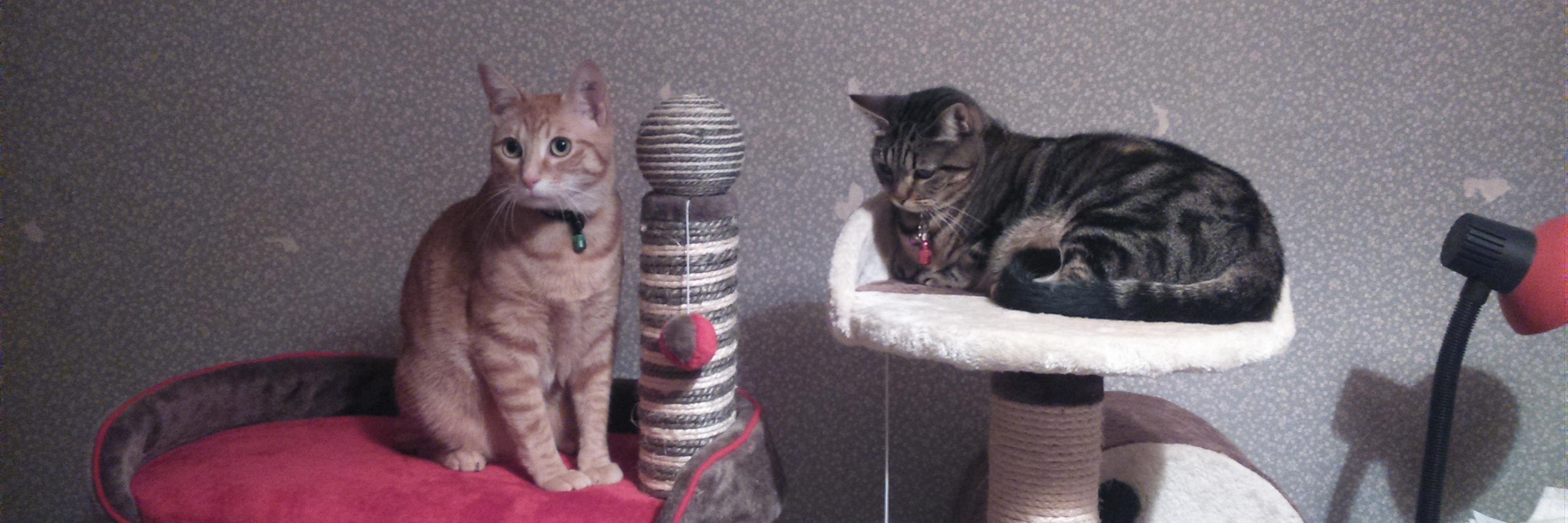 LillyMax64's profile banner image