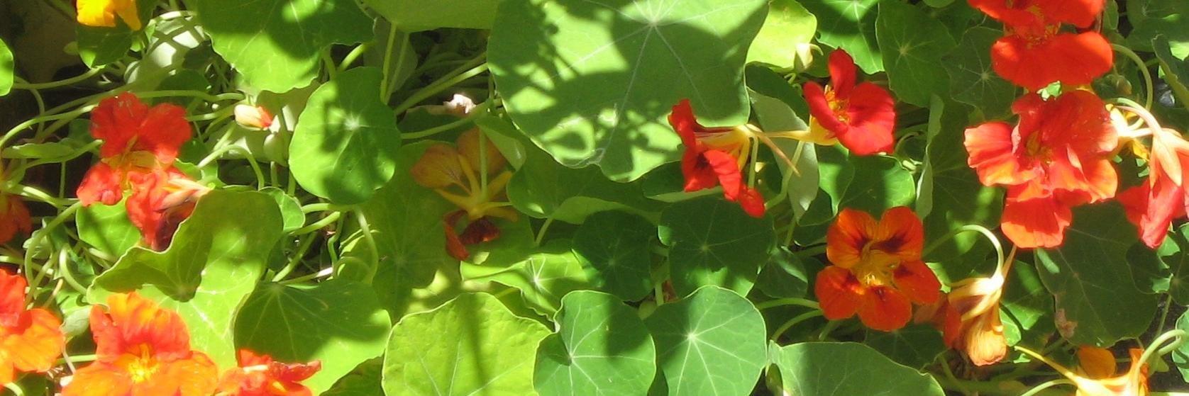 Christa Semko banner