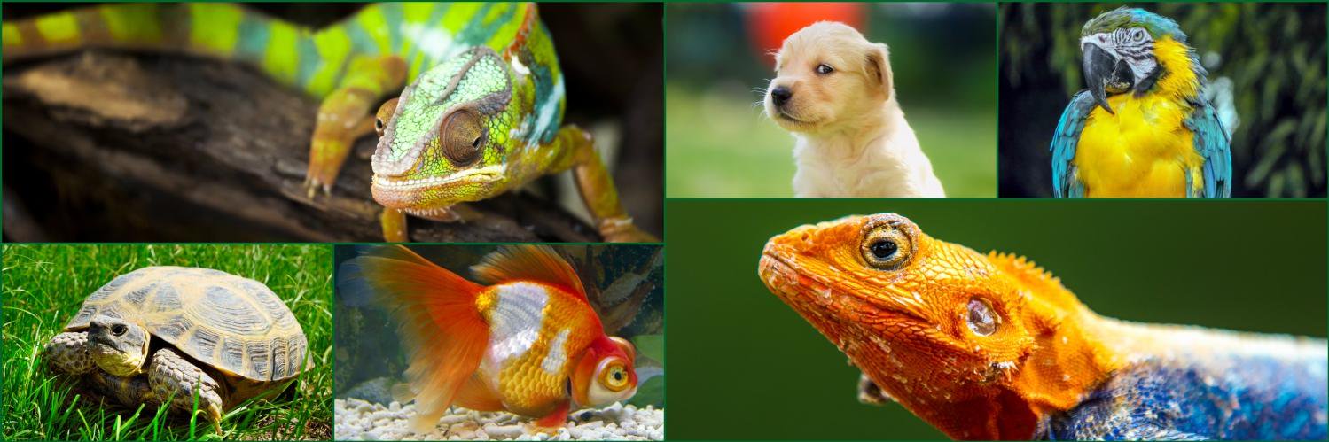 Sutton_Pets's profile banner image