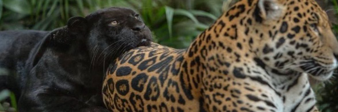 vesusses's profile banner image