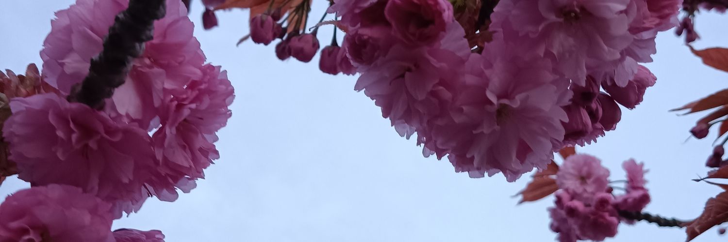 ManoharanRohan's profile banner image