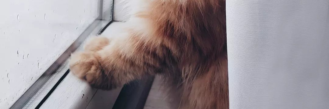 روباه دشت زنگاریشونم 🦊 banner