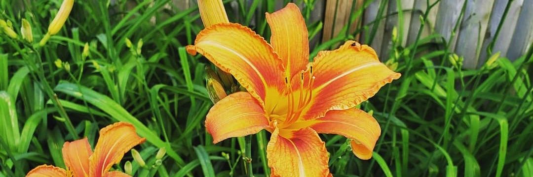 Dr. Natalie Danner banner