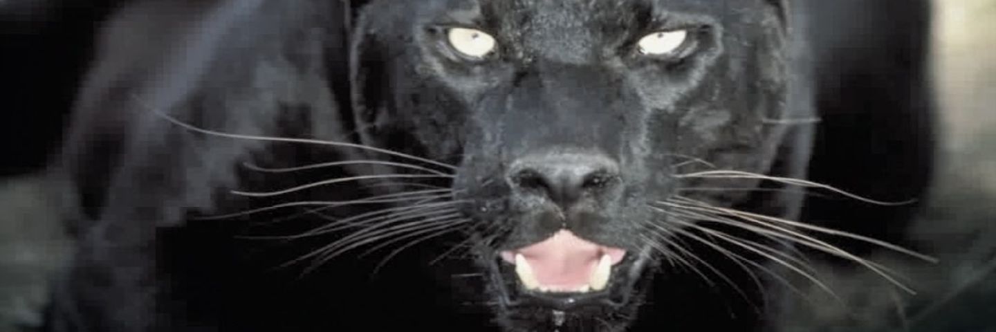 cookiejohn54's profile banner image