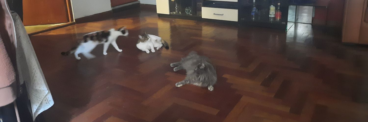 🇵🇪🐩🐕🐈🐈🐈 banner