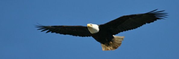 TheFirstIng's profile banner image