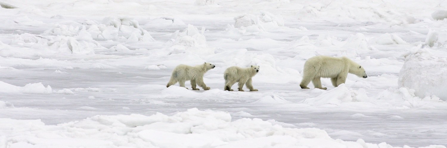 Wildlife_Pic's profile banner image