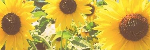 theDenverReader's profile banner image