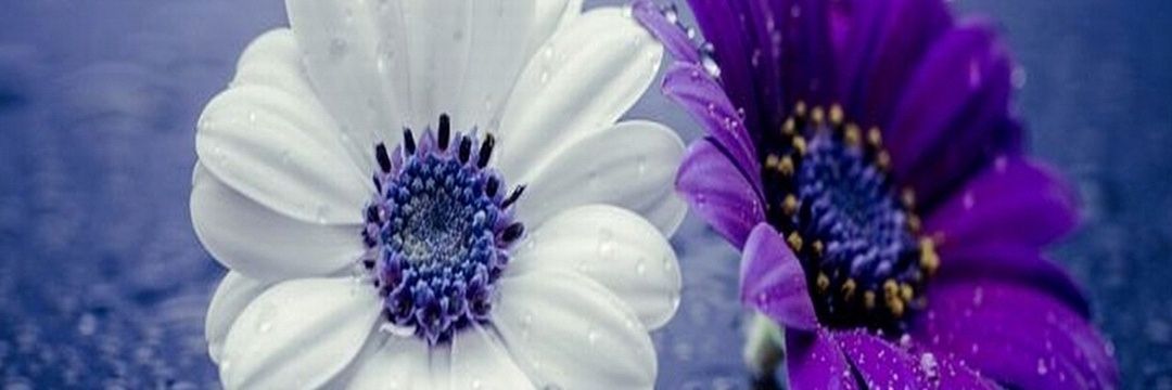 r5_roz's profile banner image