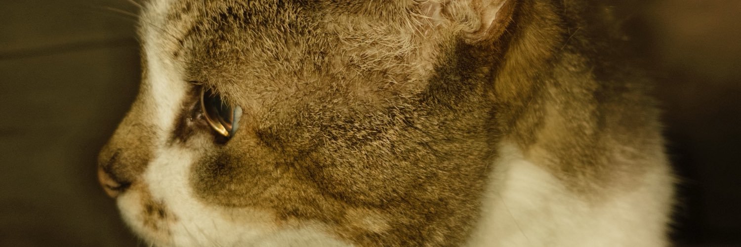 sanchescah's profile banner image