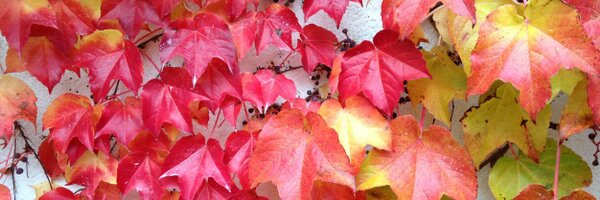 _alexoswald Profile Banner