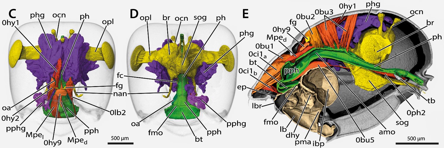 Adrian Richter banner