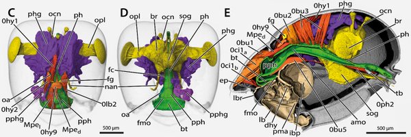 Formicadri Profile Banner