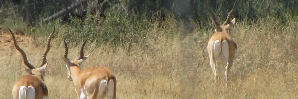 OneStarRanchTX's profile banner image