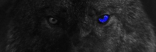 osherv97's profile banner image