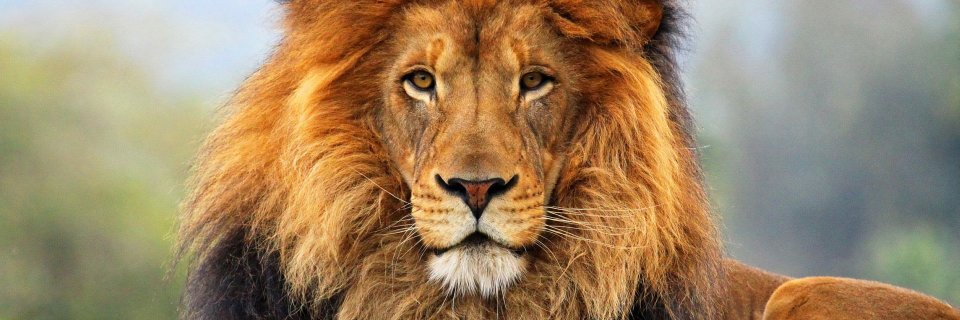 ANNIEOROZCO10's profile banner image