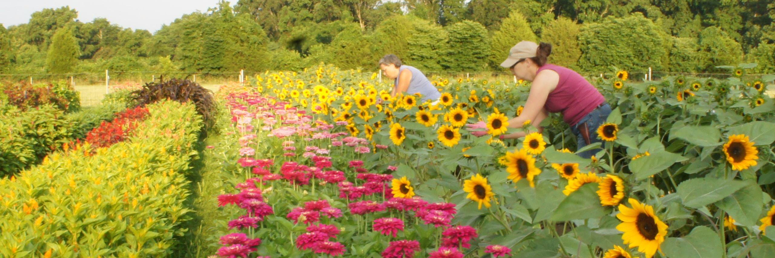 cutflowerfarmer's profile banner image