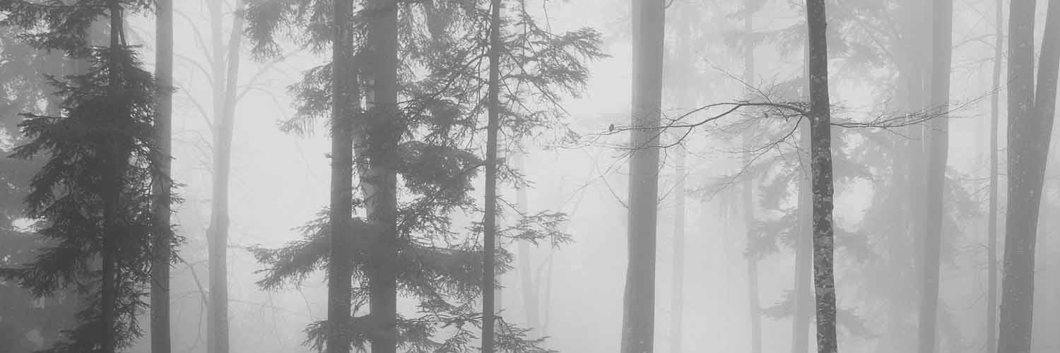 Sherry Knowlton banner