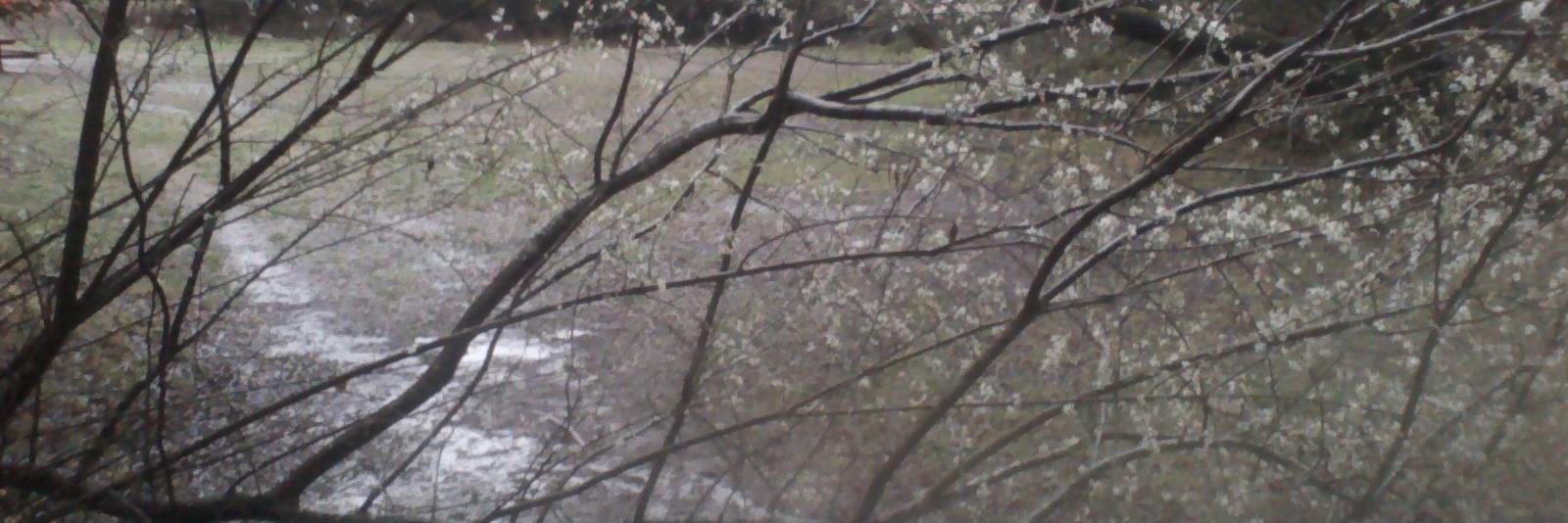 Anne-Lise Francois banner