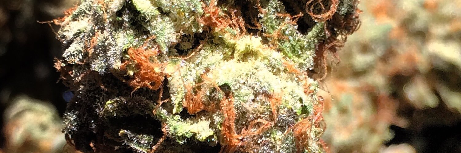 GreenTreeWheels's profile banner image