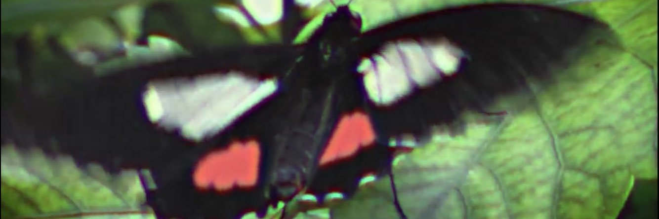 Mariposa banner