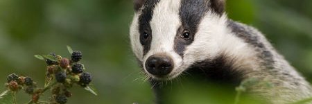 Badger Sightings banner