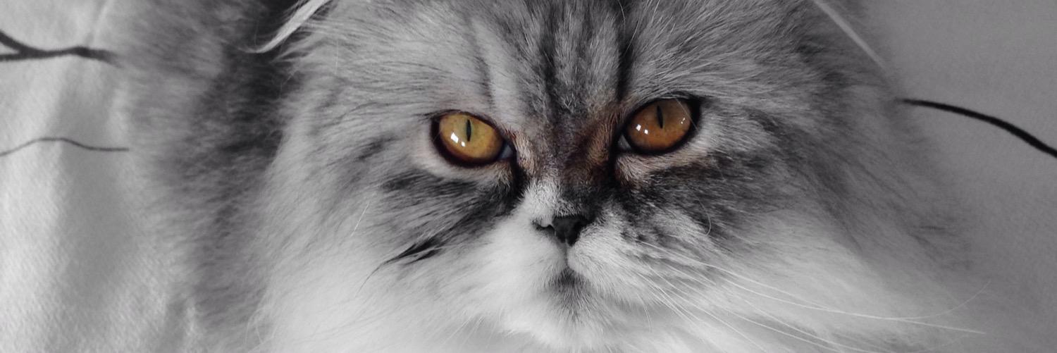 sara_pf's profile banner image