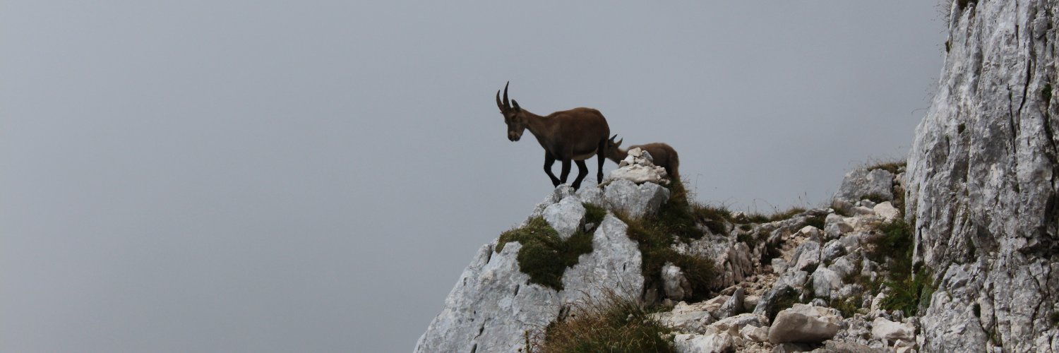 Michela Corsini🌲 banner