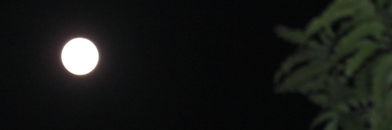Nups🌻 banner