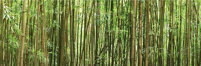 AgilePandaOrg's profile banner image