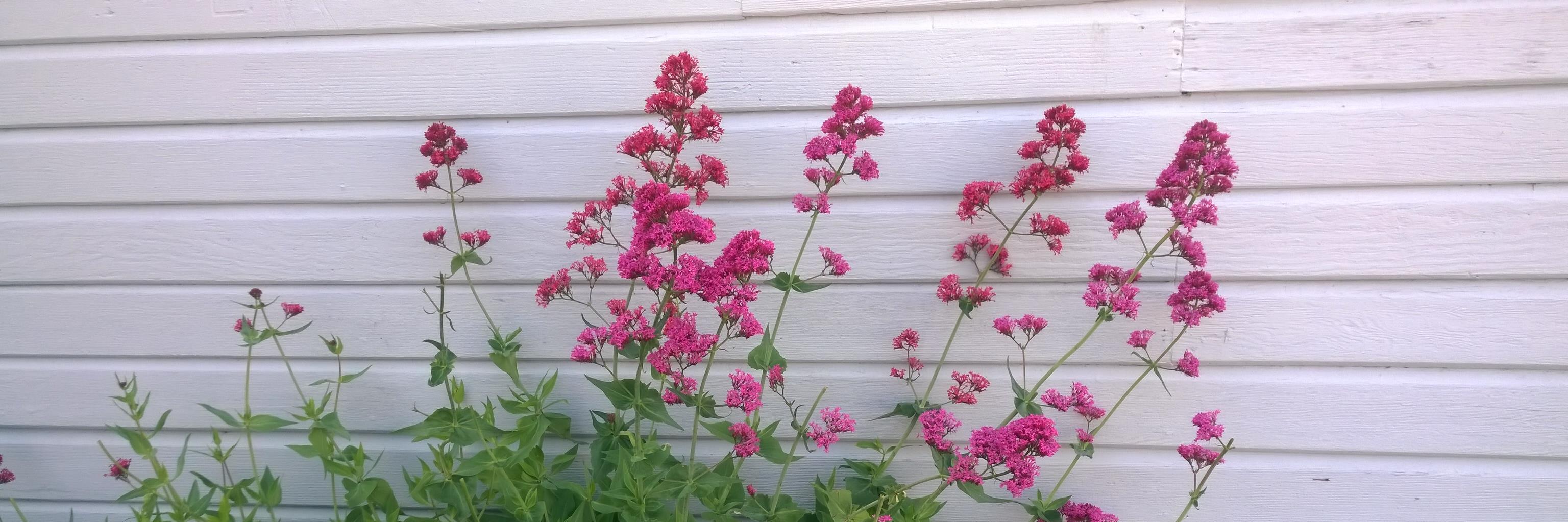 Patama Chantaruck banner