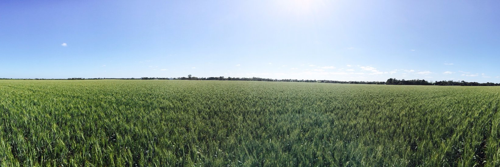 So Much To Learn About Sugar banner