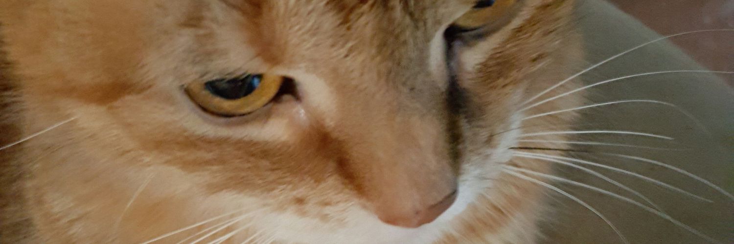 Vilet Vs Everything! banner