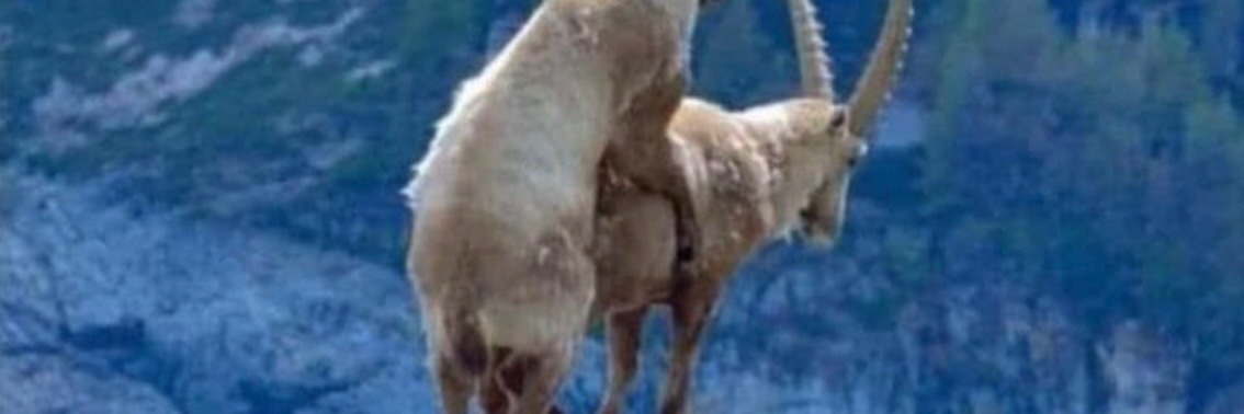 WR 🐀🥛🥝🦅 banner