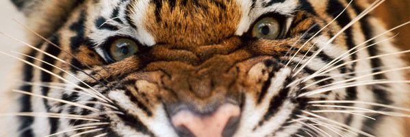 Mrs. Makrinos banner