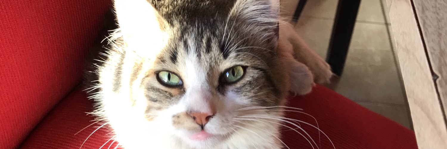 Caatvi's profile banner image