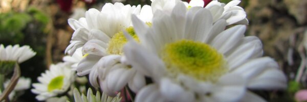 haridiva Profile Banner