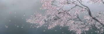 SamBlossomTree's profile banner image