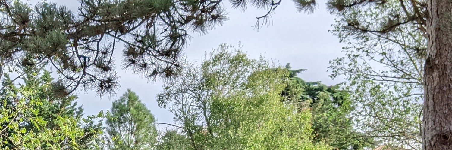 SeleAeles's profile banner image
