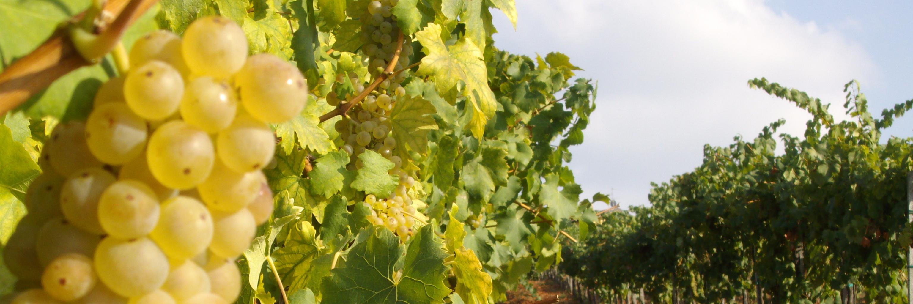 calatronivini's profile banner image