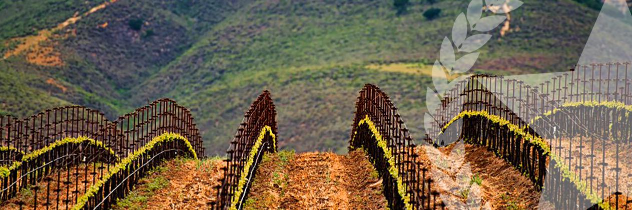 StarsofSantaBarbara banner