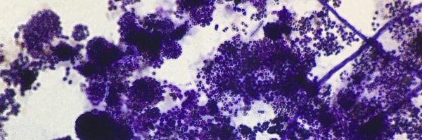 lizilla93 Profile Banner