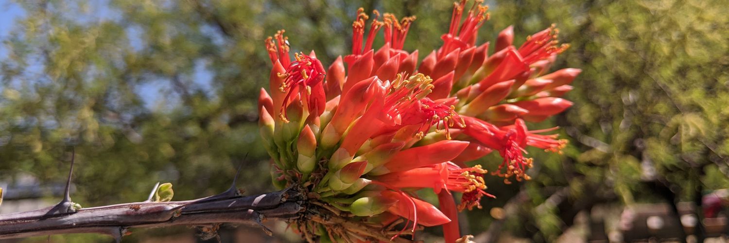SE Arizona Bird Obs (@SABOBirds) / Posts / X