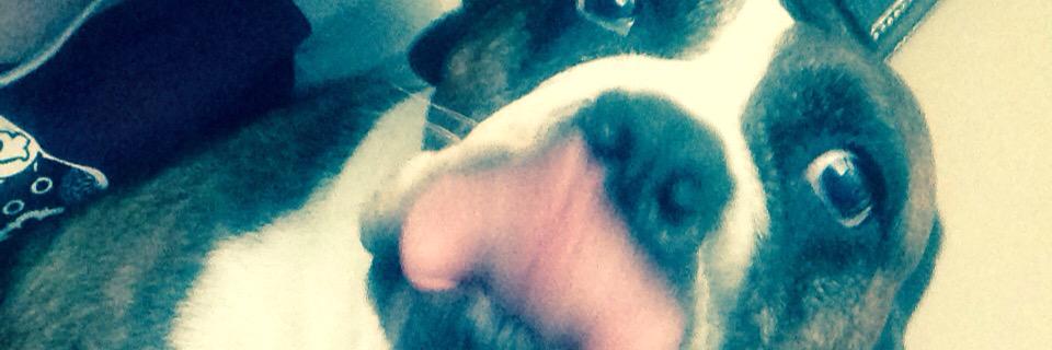 janiner_beaner's profile banner image